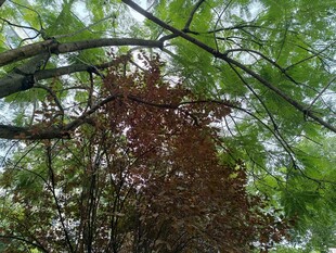 绿叶红树相映成趣