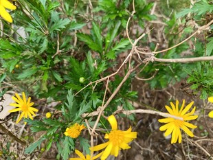 草丛中的黄色小花