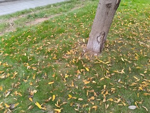 树下落叶铺就秋日景致