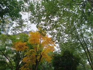 林中黄叶点缀翠绿树冠