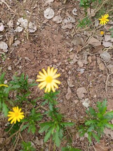 地面绽放的黄色小花