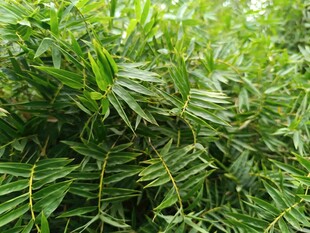 翠绿斑斓的热带观叶植物