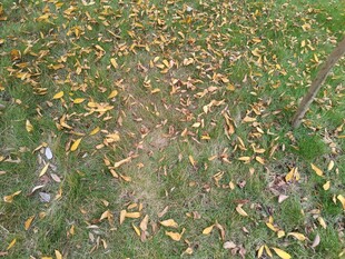 秋日草地落叶景象