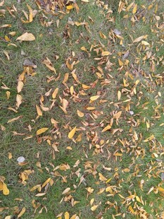 地面上散落的多彩落叶