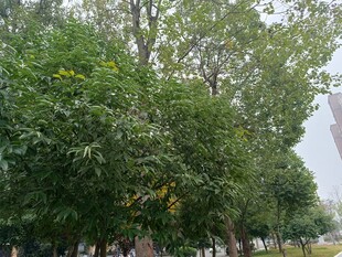 绿树成荫的户外景致