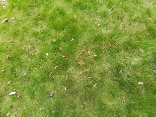 翠绿草地近景图