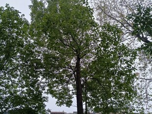 绿树成荫的自然景象