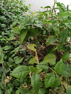 绿叶繁茂的植物景观