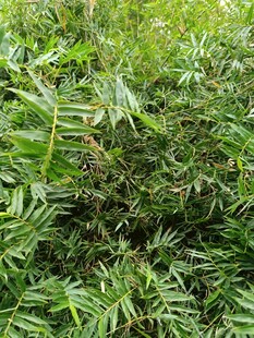 茂密翠绿的蕨类植物