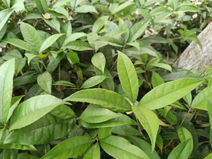 嫩绿叶片的植物景观