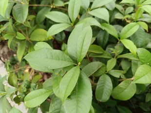 翠绿叶片的植物特写