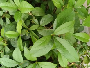 翠绿繁茂的叶片植物