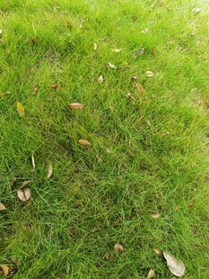 翠绿草地散落几片枯叶