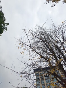 光秃树枝与背后高楼景象