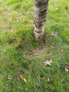 树干下的翠绿草地