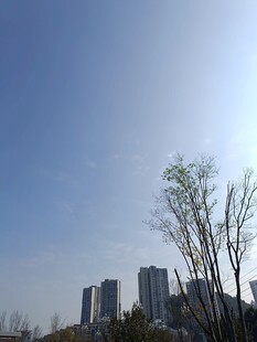 城市蓝天与树木景观