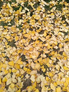 金黄银杏叶铺满地面