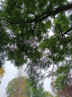 仰视繁茂绿树景观