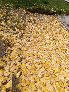 铺满金黄落叶的美丽小径