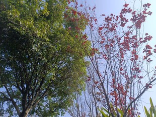 秋日多彩树木景致