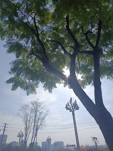 阳光下的绿树与城市景象