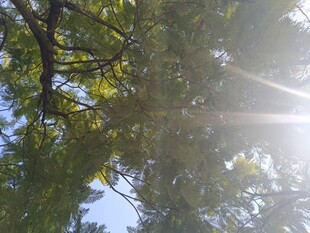 阳光透过树叶洒下的美景