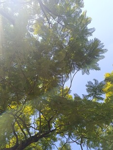 阳光照耀下的繁茂绿树