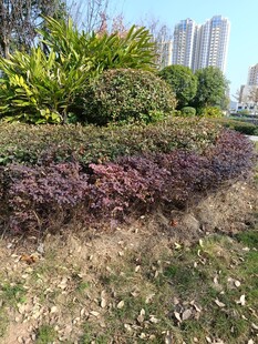 城市绿化带景观