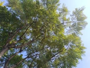 仰视葱郁树木与蓝天