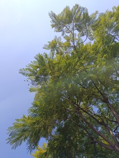 仰视葱郁树木蓝天背景