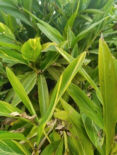 翠绿繁茂的植物叶片