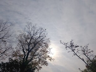 冬日树梢间的朦胧日光