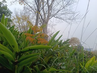 雾中绿植与树木景观