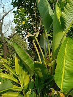 繁茂绿植展现自然生机