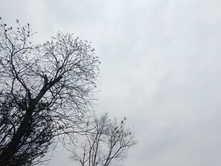 阴天里的光秃树木