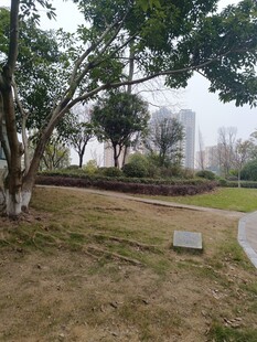 公园草地树木景观一角