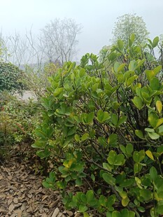 绿意盎然的城郊灌木丛