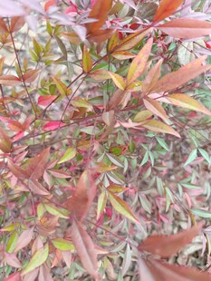 多彩斑斓的植物叶片