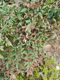 地面绿植与落叶景象