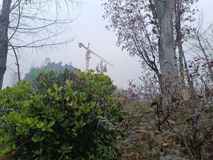 冬日树林中的绿植景观