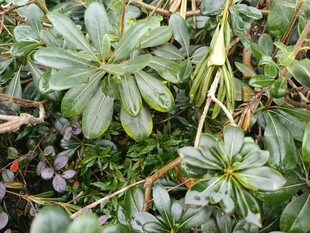 绿叶丛生的植物景观