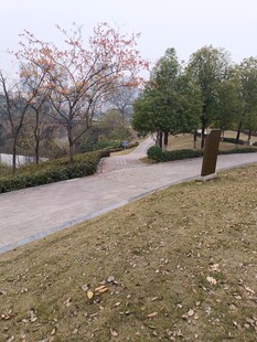 公园小径风景