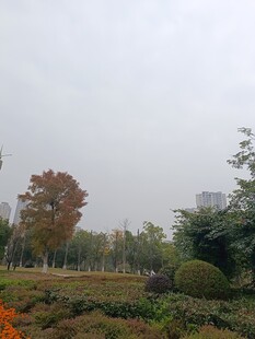 雾中多彩园林景观