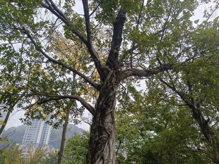 高大繁茂的树木景观