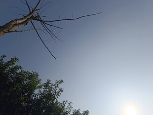 枯树枝与蓝天绿树景致