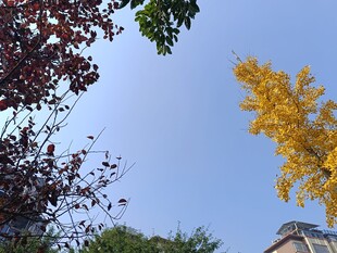 秋日多彩树木与蓝天