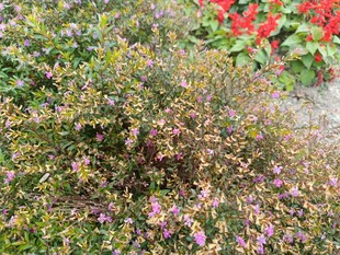 多彩花卉植物景观