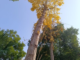 仰望金黄银杏树