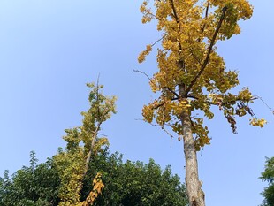 秋日挺拔黄叶树木景观