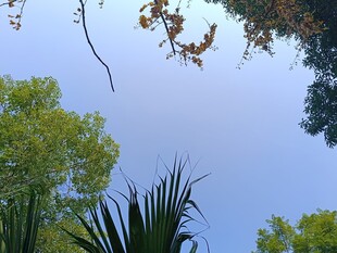 仰视绿树蓝天的自然景致